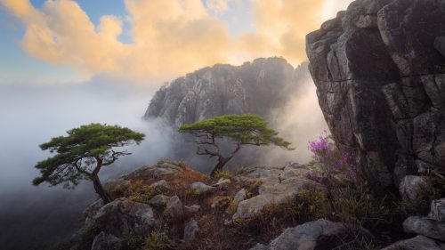 Desktop Wallpapers