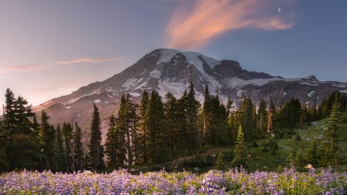 Free Wallpapers