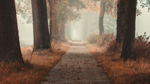 Alley, Road, Autumn Wallpapers Free Download