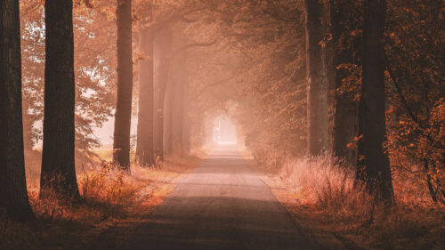 Alley, Road, Trees Wallpapers Free Download