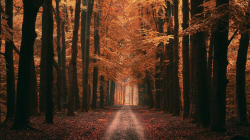 Alley, Trees, Road Wallpapers Free Download