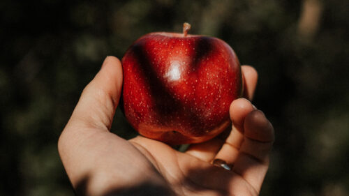 Apple, Hand, Fruit Wallpapers Free Download