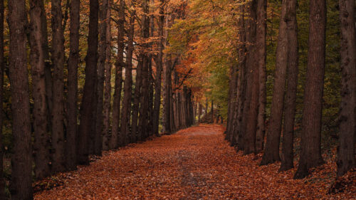 Autumn, Forest, Path Wallpapers Free Download