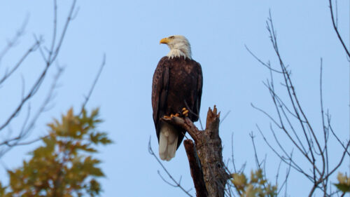 Bald Eagle Bird Wallpapers Free Download