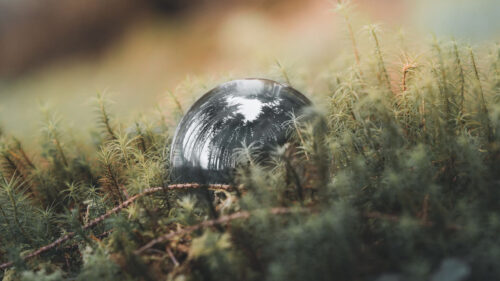Ball Reflection, Trees Wallpapers Free Download