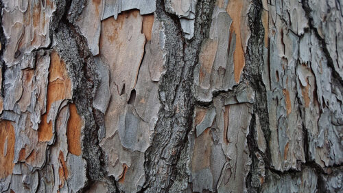 Bark, Tree, Wood Wallpapers Free Download