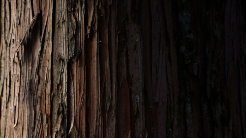 Bark, Wood, Stripes Wallpapers Free Download