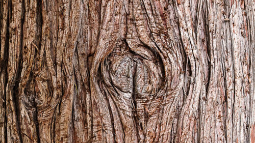 Bark, Wooden, Texture Wallpapers Free Download