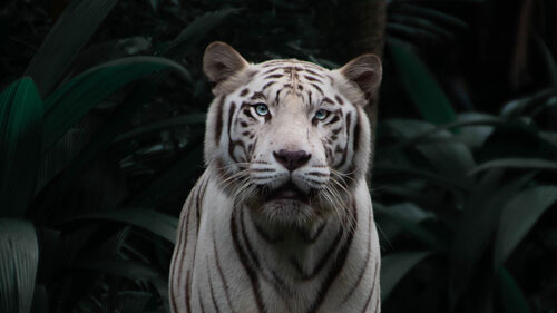 Bengal, Tiger, Big, Cat HD Wallpapers Download
