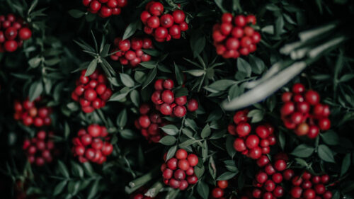 Berries, Bunches, Red Wallpapers Free Download