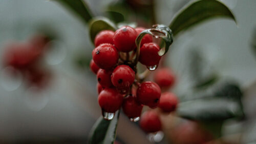 Berries, Drops, Macro Wallpapers Free Download