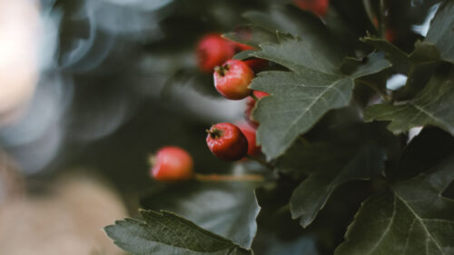 Berries, Leaves, Macro Wallpapers Free Download