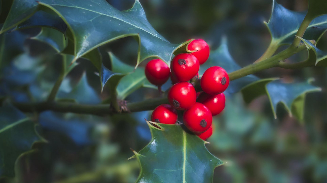 Berries leaves. Красная колючая ягода. Дерево с красными ягодами. Колючее растение с красными ягодами. Рождественское растение с красными ягодами.