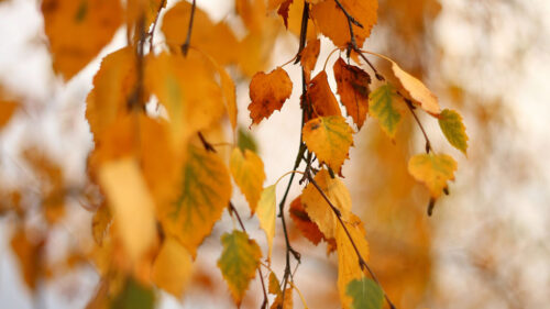 Birch, Branch, Leaves Wallpapers Free Download