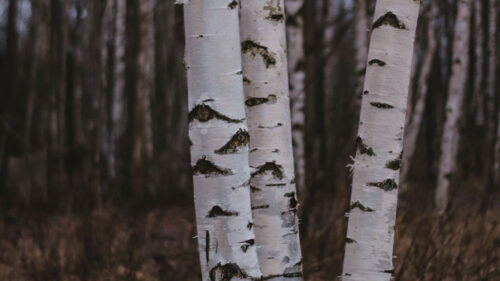 Birch, Trees, Forest, Nature Wallpapers Free Download