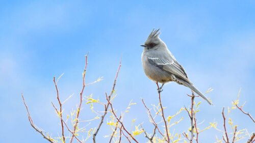 Bird, Feathers, Branches Wallpapers Free Download