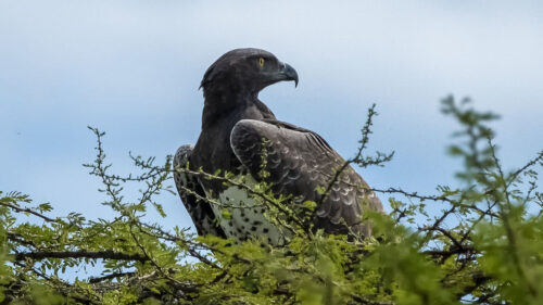 Bird, Predator, Beak Wallpapers Free Download