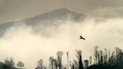 Bird, Silhouette, Mountain Wallpapers Free Download
