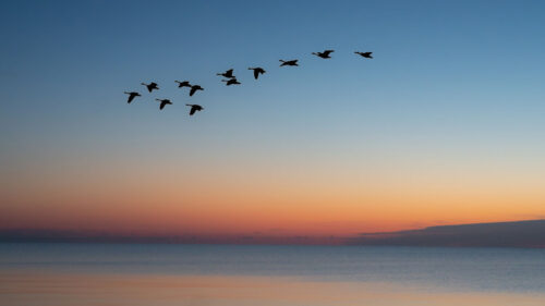 Birds, Flock, Sunset Wallpapers Free Download