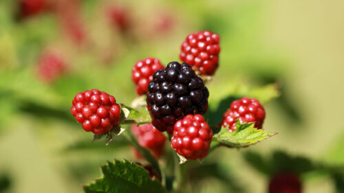 Blackberries, Berries, Fruits Wallpapers Free Download
