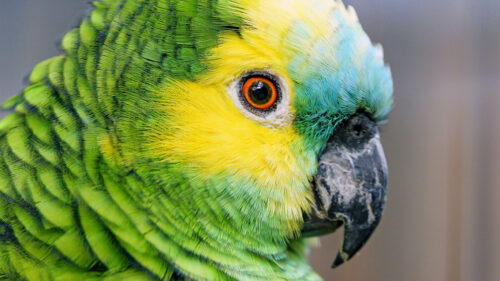 Bluefronted, Amazon, Parrot, Bird Wallpapers Free Download