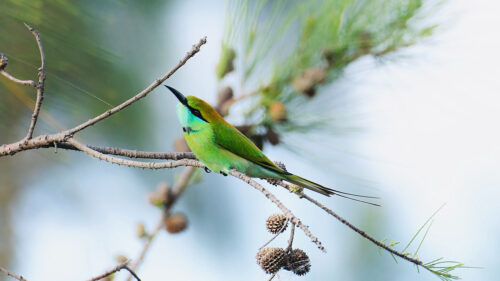Bluetailed, Beeeater, Bird, Branch, Wallpapers Free Download