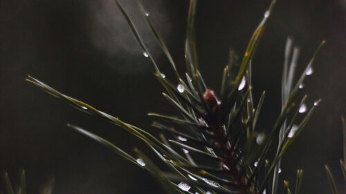 Branch, Drops, Macro, Wallpapers Free Download