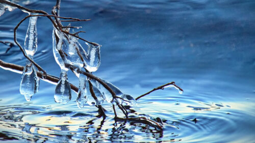 Branch, Ice, Water, Wallpapers Free Download