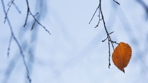 Branch, Leaf, Macro, Wallpapers Free Download