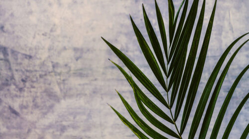 Branch, Leaf, Palm, Tree, Wallpapers Free Download