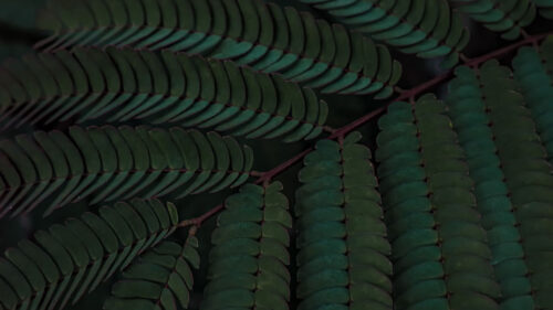 Branch, Leaves, Green, Wallpapers Free Download