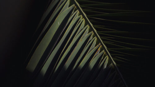 Branch, Leaves, Palm Wallpapers Free Download