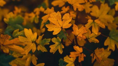 Branch, Leaves, Yellow, Free Wallpapers Download