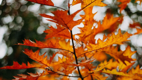 Branch, Leaves, Yellow, Wallpapers Download