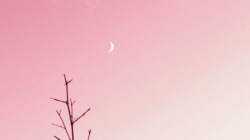 Branch, Moon, Clouds, HD Wallpapers Download