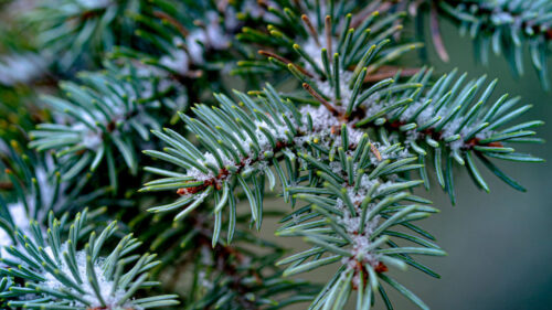 Branch, Needles, Tree HD Wallpapers Download