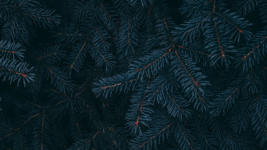 Previous