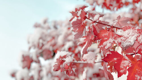 Branch, Snow, Leaves, HD Wallpapers Download