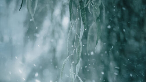 Branch, Snow, Macro HD Wallpapers Download