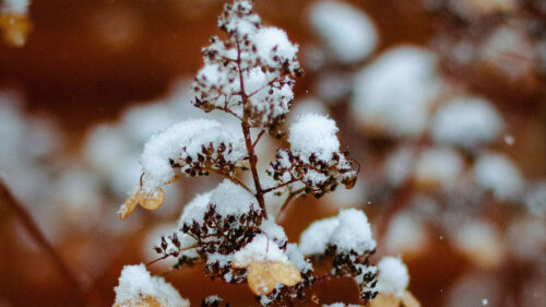 Branch, Snow, Plant HD Wallpapers Download