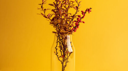 Branch Vase, Inimalism, HD Wallpapers Download