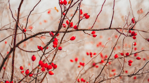 Branches, Berries, Red, Wallpapers Free Download
