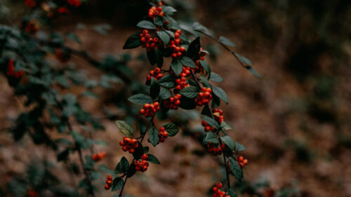 Branches, Berries, Wallpapers Free Download
