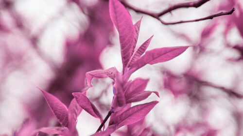 Branches, Leaves, Macro Branches, Wallpapers Free Download