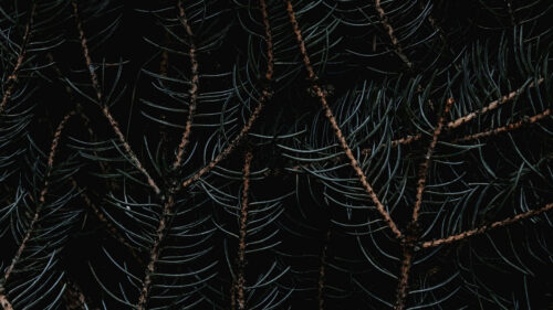 Branches, Needles, Macro Wallpapers Free Download