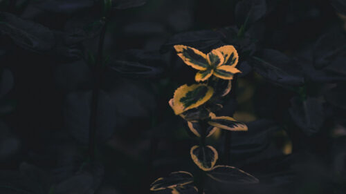 Branches, Plant, Macro Wallpapers Free Download