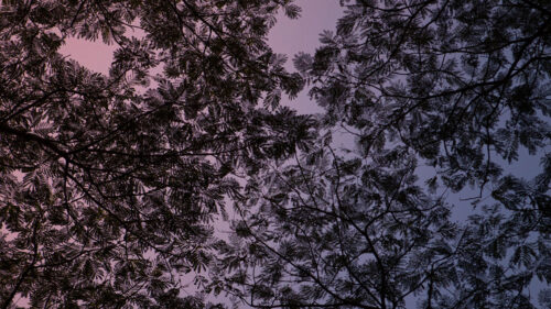 Branches, Sky, Purple Wallpapers Free Download