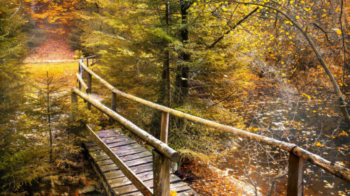 Bridge, Forest, River Wallpapers Free Download