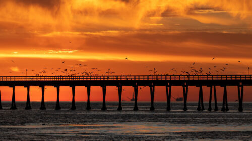 Bridge, Sunset, Birds Wallpapers Free Download