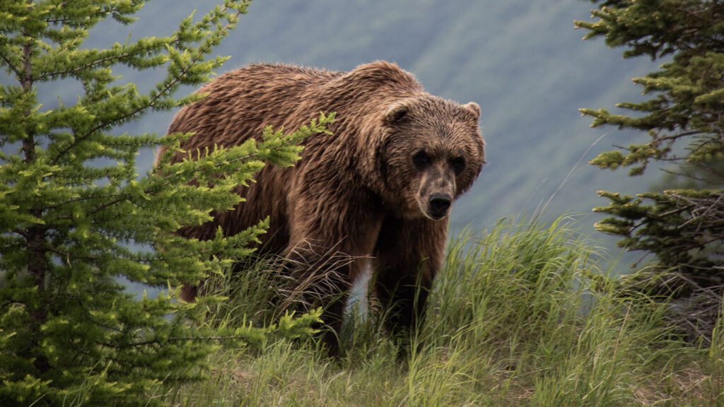 Previous
